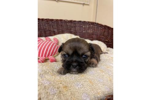 成約済の愛知県のミックス犬-215936の1枚目