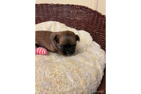 成約済の愛知県のミックス犬-215937の3枚目