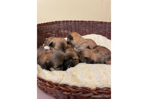 成約済の愛知県のミックス犬-215937の7枚目