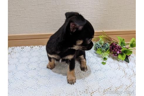成約済の広島県のチワワ(スムースコート)-211314の7枚目
