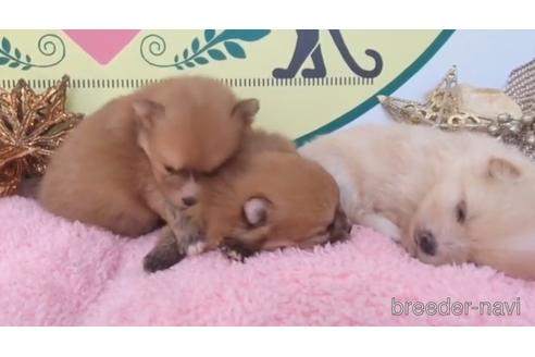 成約済の栃木県のポメラニアン-216001の6枚目