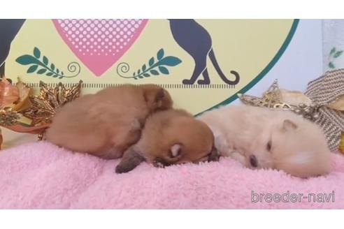 成約済の栃木県のポメラニアン-216002の4枚目