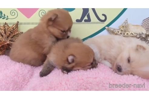 成約済の栃木県のポメラニアン-216002の3枚目