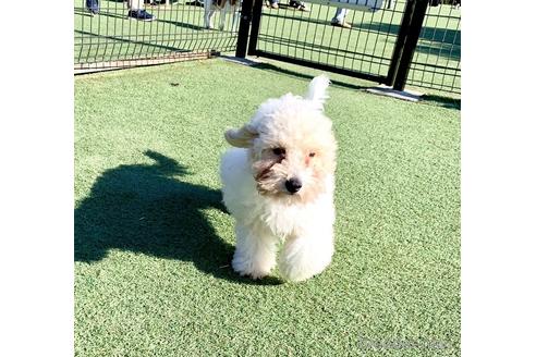 成約済の静岡県のミックス犬-202964の3枚目