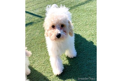 成約済の静岡県のミックス犬-202964の1枚目