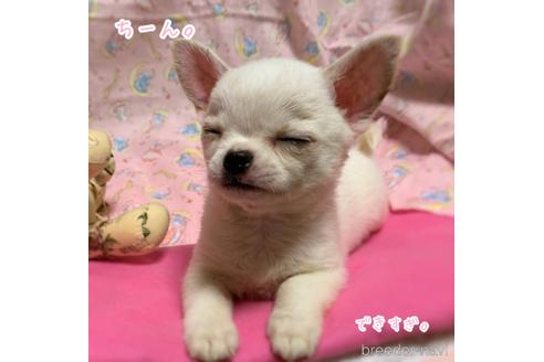 成約済の千葉県のチワワ(スムースコート)-216167の5枚目