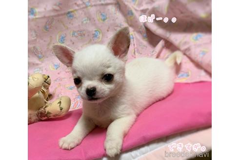 成約済の千葉県のチワワ(スムースコート)-216167の7枚目