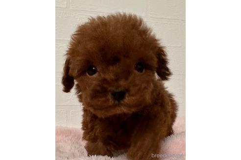 成約済の静岡県のティーカッププードル-216166の1枚目