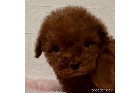 成約済の静岡県のティーカッププードル-216166の3枚目