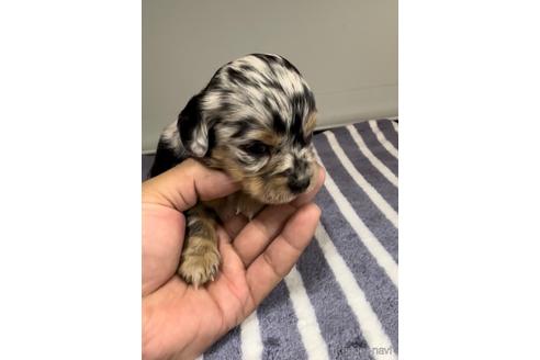 成約済の福岡県のチワックス:チワワ×ミニチュアダックスフンド-216174の10枚目