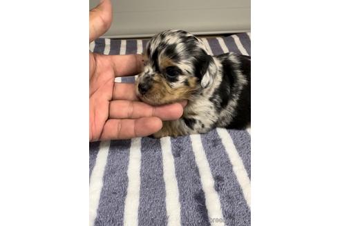 成約済の福岡県のチワックス:チワワ×ミニチュアダックスフンド-216174の11枚目