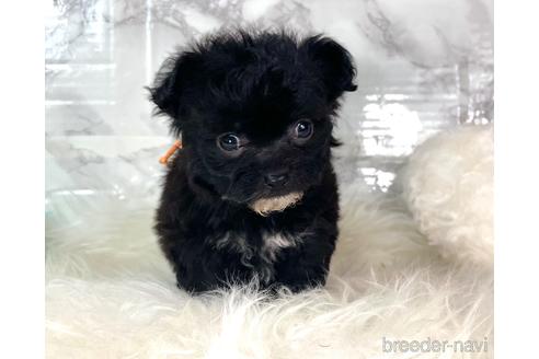 成約済の福岡県のチワプー:チワワ×トイプードル-209647の1枚目