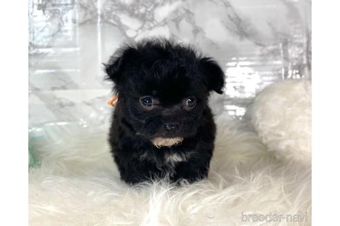 成約済の福岡県のチワプー:チワワ×トイプードル-209647の3枚目