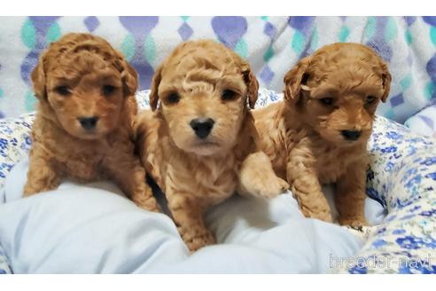 成約済の愛知県のタイニープードル-214965の19枚目
