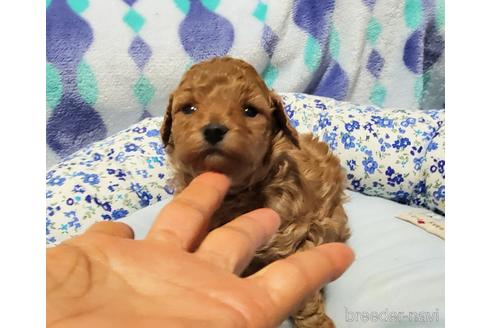 成約済の愛知県のタイニープードル-214953の14枚目