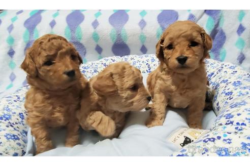 成約済の愛知県のタイニープードル-214953の12枚目