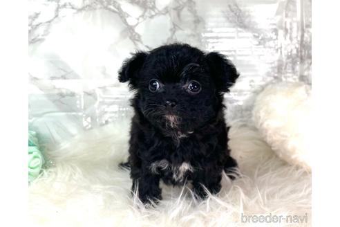 成約済の福岡県のチワプー:チワワ×トイプードル-209643の2枚目