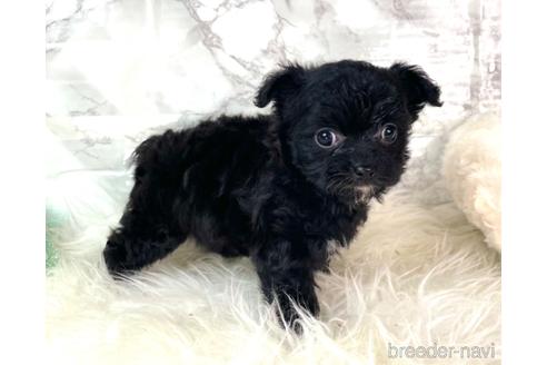 成約済の福岡県のチワプー:チワワ×トイプードル-209643の3枚目