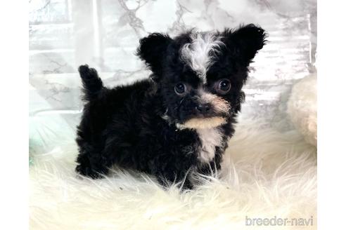 成約済の福岡県のチワプー:チワワ×トイプードル-209650の1枚目