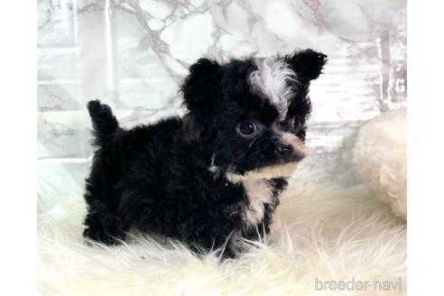 成約済の福岡県のチワプー:チワワ×トイプードル-209650の2枚目