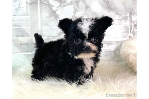 成約済の福岡県のチワプー:チワワ×トイプードル-209650の3枚目