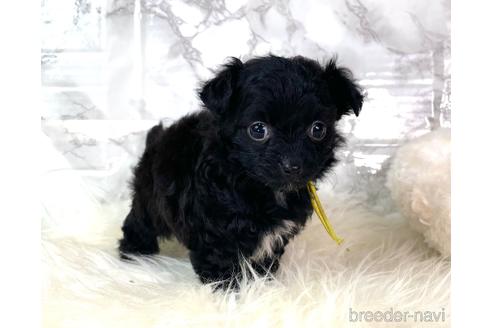 成約済の福岡県のチワプー:チワワ×トイプードル-209648の2枚目