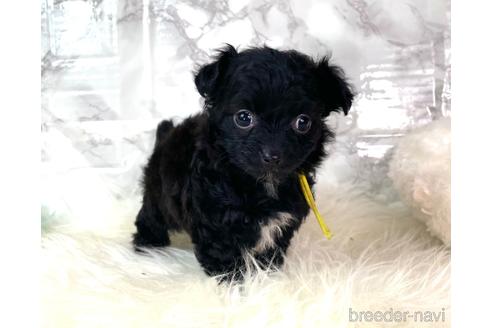 成約済の福岡県のチワプー:チワワ×トイプードル-209648の3枚目