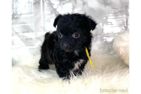 成約済の福岡県のチワプー:チワワ×トイプードル-209648の4枚目