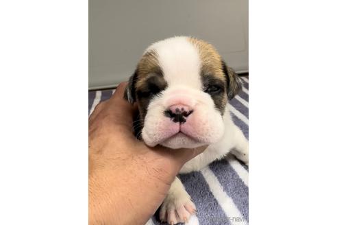 成約済の福岡県のブルドッグ-216187の4枚目