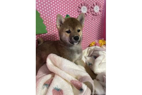 成約済の埼玉県の柴犬-212234の1枚目