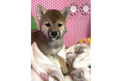 成約済の埼玉県の柴犬-212234の2枚目