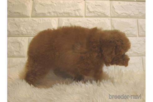 成約済の茨城県のトイプードル-216209の3枚目