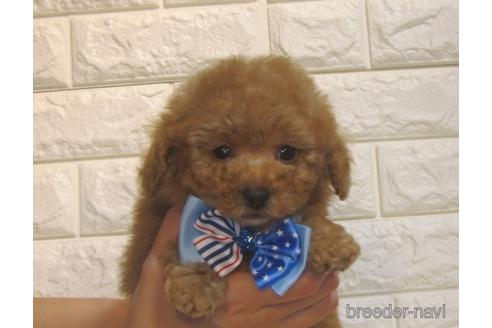 成約済の茨城県のトイプードル-216209の4枚目