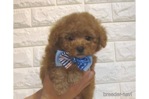 成約済の茨城県のトイプードル-216209の5枚目