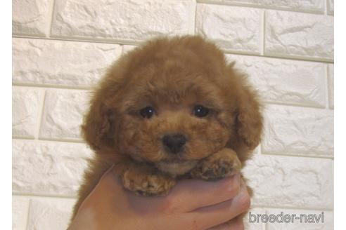 成約済の茨城県のトイプードル-216209の2枚目