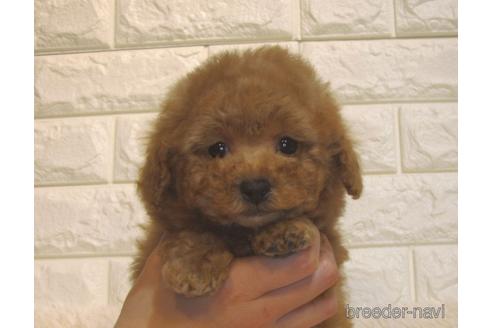 成約済の茨城県のトイプードル-216209