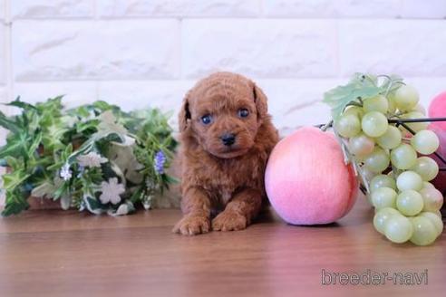 成約済の滋賀県のトイプードル-216275の1枚目