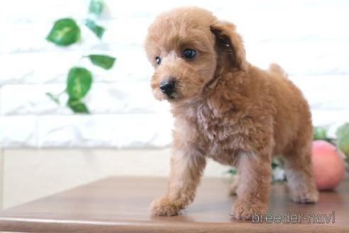 成約済の滋賀県のトイプードル-213862の6枚目