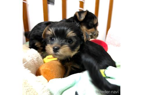 成約済の茨城県のヨークシャーテリア-213120の6枚目