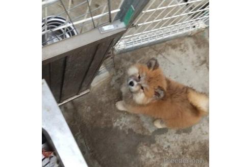 成約済の岡山県の秋田犬-216420の1枚目