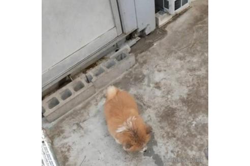 成約済の岡山県の秋田犬-216420の2枚目