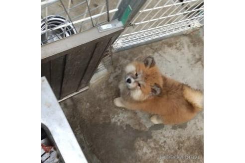 成約済の岡山県の秋田犬-216421の2枚目