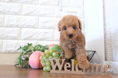 成約済の滋賀県のトイプードル-213863