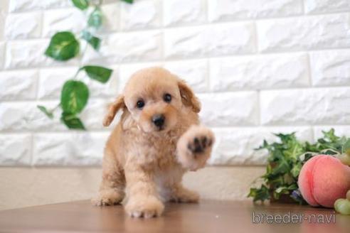 成約済の滋賀県のトイプードル-213867の6枚目