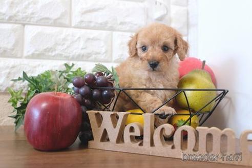 成約済の滋賀県のトイプードル-213867の3枚目