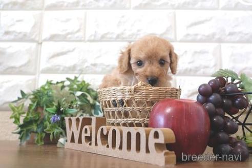 成約済の滋賀県のトイプードル-213867の2枚目