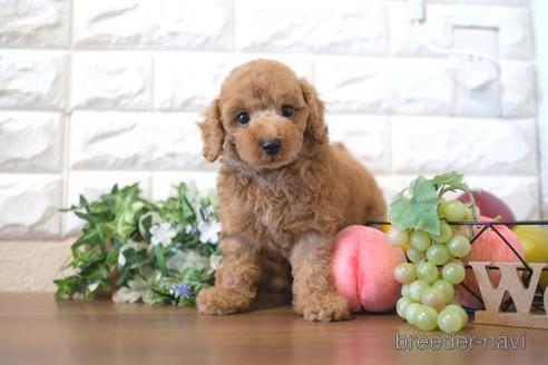 成約済の滋賀県のトイプードル-213894の6枚目