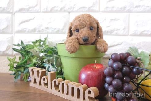 成約済の滋賀県のトイプードル-213894の3枚目