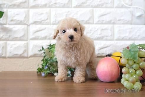 成約済の滋賀県のトイプードル-213900の1枚目