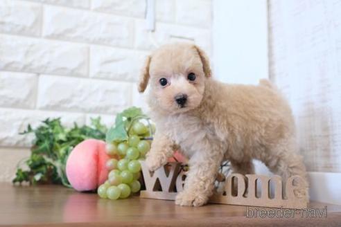 成約済の滋賀県のトイプードル-213900の6枚目